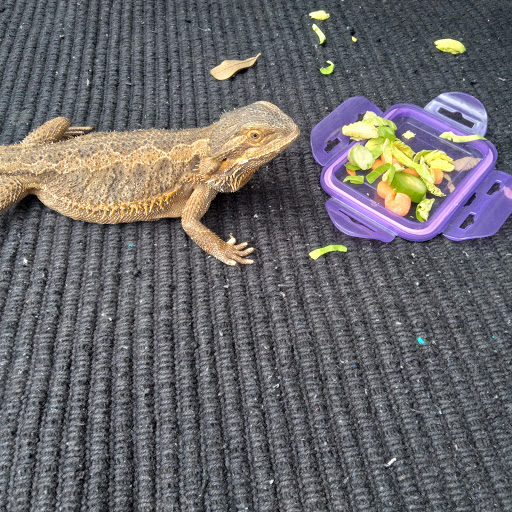 Pet Store «Fins and Skins», reviews and photos, 8451 49th St N, Pinellas Park, FL 33781, USA