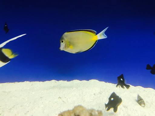 Pet Store «Acuario Piscis», reviews and photos, 3040 W Cermak Rd, Chicago, IL 60623, USA