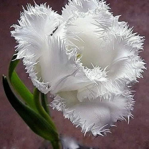 Floraria Ambra - Florărie