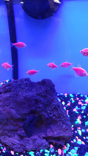 Pet Supply Store «Petco Animal Supplies», reviews and photos, 35860 Chester Rd, Avon, OH 44011, USA