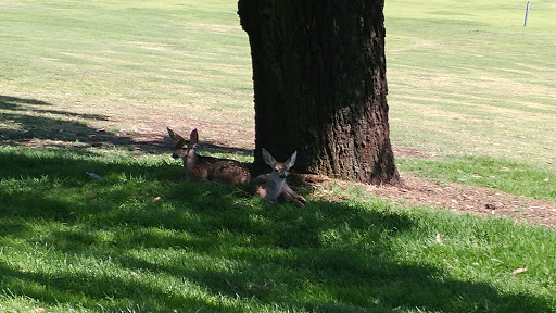 Golf Course «Marshall Canyon Golf Course», reviews and photos, 6100 Stephens Ranch Rd, La Verne, CA 91750, USA