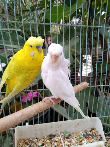 Pet Store «Inez Pet Shop», reviews and photos, 3825 Whittier Blvd, Los Angeles, CA 90023, USA