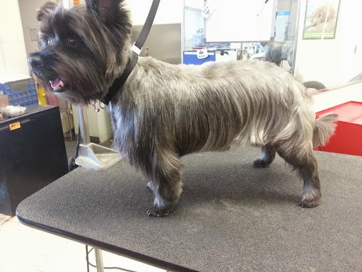 Pet Groomer «Barking Beauties pet Boutique», reviews and photos, 112 E 2nd St S, Newton, IA 50208, USA