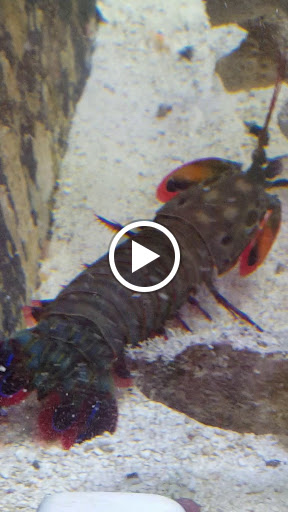 Tropical Fish Store «Saltwater Island», reviews and photos, 15214 Manchester Rd, Ballwin, MO 63011, USA