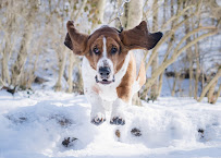 Walk With Kate - Photo 6 - Car repair in , Columbus
