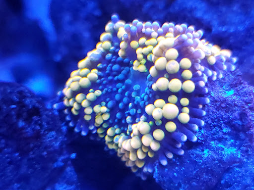 Pet Supply Store «Ocean Rift Aquatics», reviews and photos, 1178 S Main St, North Canton, OH 44720, USA