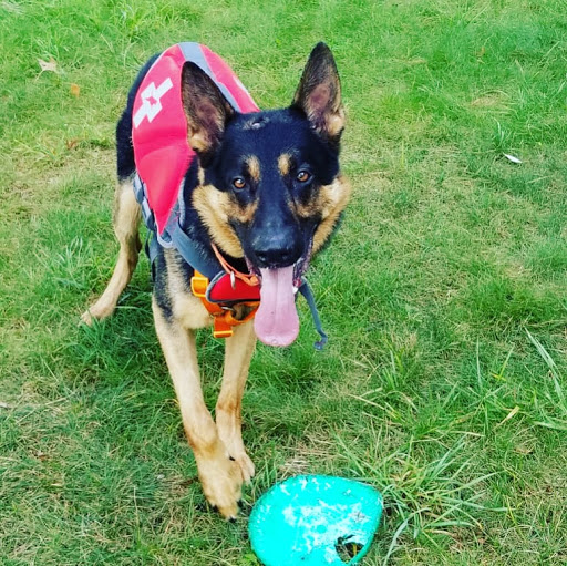 Pet Supply Store «Pet Supplies Plus», reviews and photos, 22124 Ecorse Rd, Taylor, MI 48180, USA