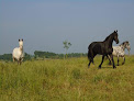 Pension pour chevaux en Vendée Chavagnes-en-Paillers