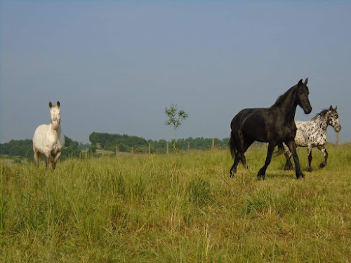 Pension pour chevaux en Vendée à Chavagnes-en-Paillers