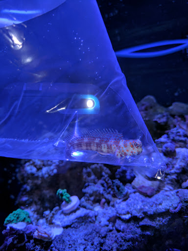 Tropical Fish Store «Reefwise», reviews and photos, 5401 Patton Dr #105, Lisle, IL 60532, USA