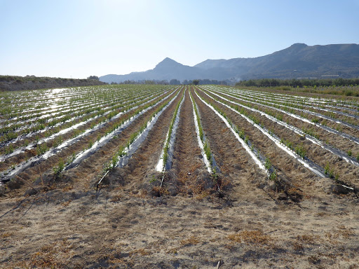 VIVERS FERBENTERRA S.L. en Terrateig