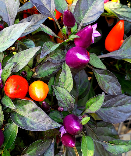 Garden Center «Dees Nursery & Florist», reviews and photos, 69 Atlantic Ave, Oceanside, NY 11572, USA