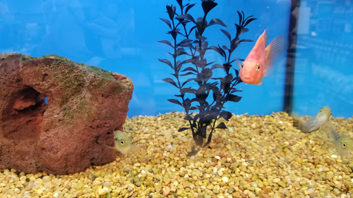 Pet Supply Store «Petco Animal Supplies», reviews and photos, 265 N Broadway f, Hicksville, NY 11801, USA