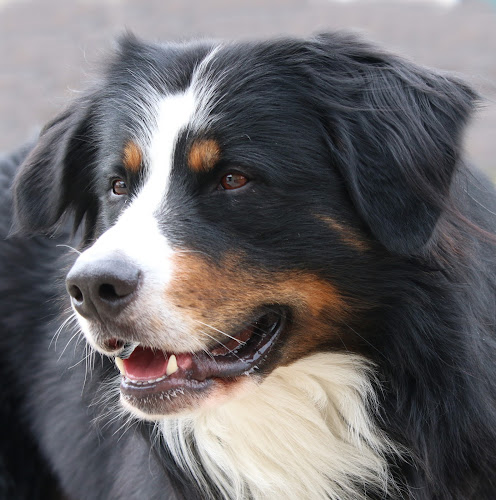 Auf Augenhöhe mit Hund und Pferd - Verhaltensberatung Katrin Leineweber