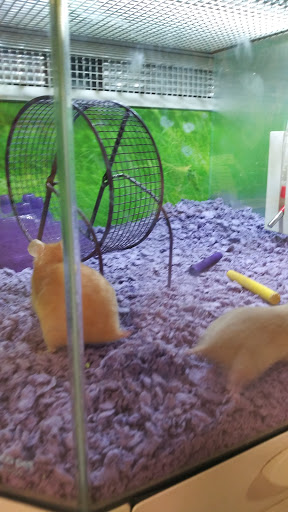 Pet Supply Store «PetSmart», reviews and photos, 5200 W Main St, Kalamazoo, MI 49009, USA