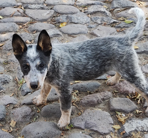 Clínica Veterinaria del Parque