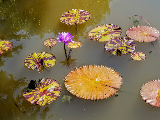 National Park «Kenilworth Park», reviews and photos, 1505 Ancostia Ave NE, Washington, DC 20019, USA