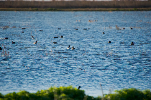 Nature Preserve «Woodbridge Ecological Reserve», reviews and photos, 7730 W Woodbridge Rd, Lodi, CA 95242, USA