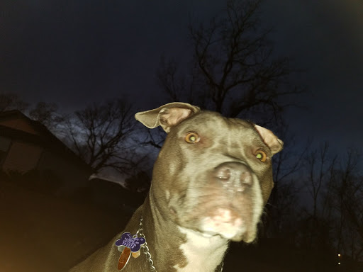 Pet Supply Store «PetSmart», reviews and photos, 1157 E North Ave, Belton, MO 64012, USA