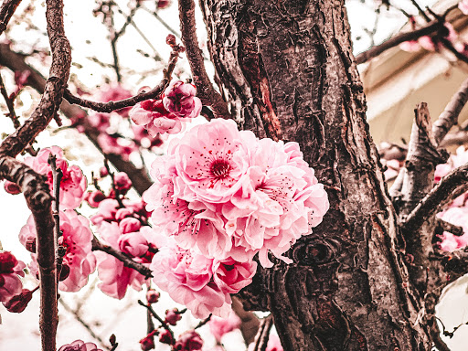 Public Golf Course «Shoreline Golf Links», reviews and photos, 2940 N Shoreline Blvd, Mountain View, CA 94043, USA