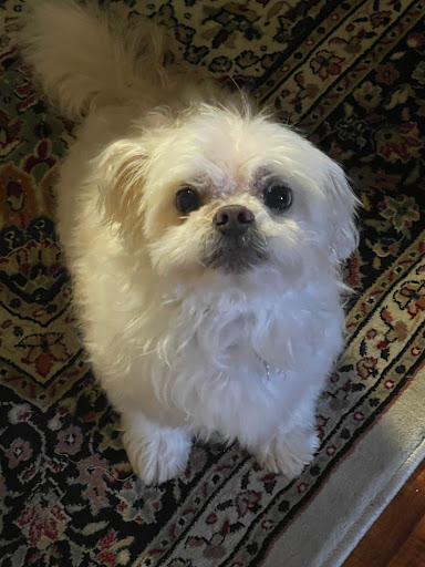 Pet Supply Store «PetSmart», reviews and photos, 5857 NJ-42, Turnersville, NJ 08012, USA