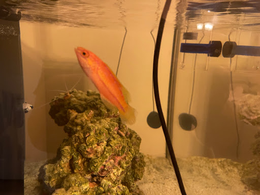 Tropical Fish Store «OceanLife Aquariums», reviews and photos, 5475 West Loop S, Houston, TX 77081, USA