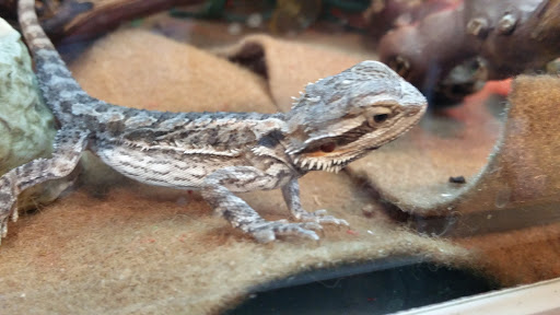 Pet Supply Store «PetSmart», reviews and photos, 1130 SE Everett Mall Way, Everett, WA 98208, USA