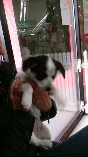 Pet Store «Pets Plus - Quakertown», reviews and photos, 117 S West End Blvd, Quakertown, PA 18951, USA