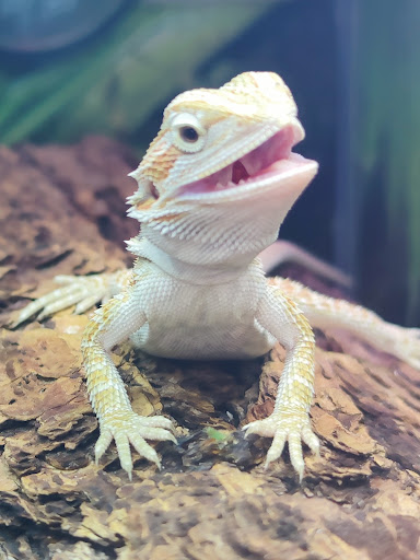 Pet Supply Store «PetSmart», reviews and photos, 2017 N Prospect Ave, Champaign, IL 61822, USA