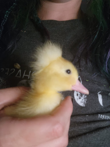 Pet Store «Kahoots Feed & Pet Store», reviews and photos, 16851 Van Buren Blvd, Riverside, CA 92504, USA