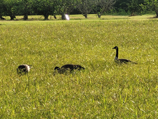 Museum «LSU Rural Life Museum», reviews and photos, 4560 Essen Ln, Baton Rouge, LA 70808, USA