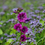 Photo n°17 de l'avis de Lutz.a fait le 15/07/2022 à 13:23 sur le  Café Zollhaus à Rodenäs