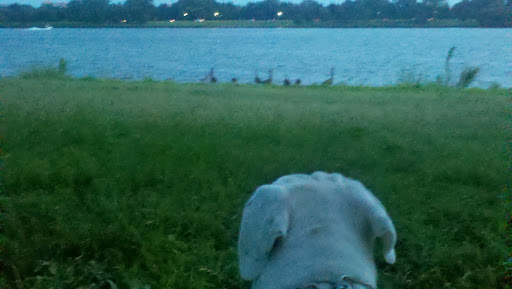 Park «Long Bridge Park», reviews and photos, 475 Long Bridge Drive, Arlington, VA 22202, USA