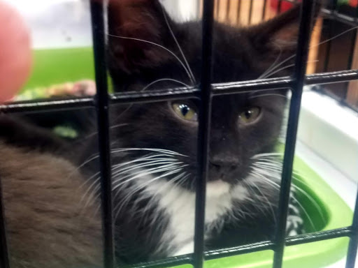 Pet Supply Store «Pet Supermarket», reviews and photos, 501 Cypress Gardens Blvd, Winter Haven, FL 33880, USA