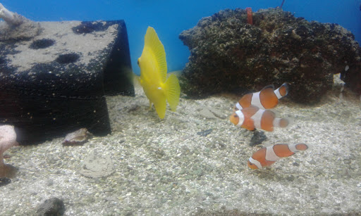 Pet Supply Store «Petco Animal Supplies», reviews and photos, 3430 W State St, Grand Island, NE 68803, USA