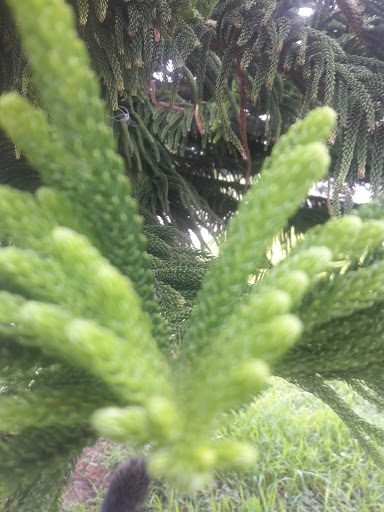 Golf Course «Riviera Country Club», reviews and photos, 500 Calle Grande St, Ormond Beach, FL 32174, USA