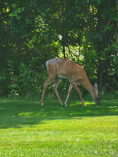 Golf Course «Fairlawn Golf Course», reviews and photos, 3 Sherman Ave, Lincoln, RI 02865, USA