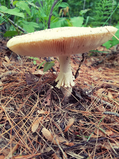 Country Club «Norton Country Club», reviews and photos, 188 Oak St, Norton, MA 02766, USA