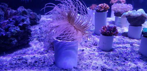 Tropical Fish Store «Saltwater Paradise», reviews and photos, 1313 W Airport Fwy, Irving, TX 75062, USA