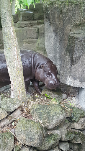 Zoo «Habitat Africa! The Forest», reviews and photos, 3300 Golf Rd, Brookfield, IL 60513, USA