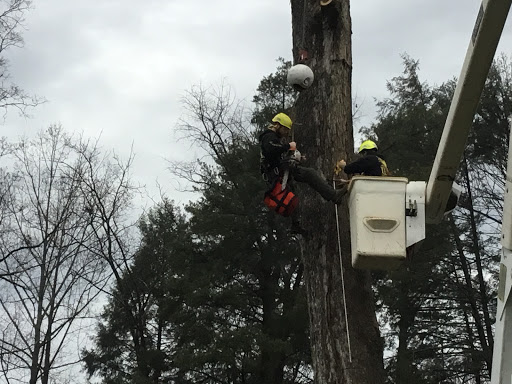Lusk Tree Care Services Inc
