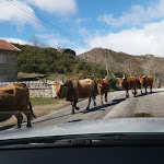 Photo n°10 de l'avis de carlos.e fait le 15/10/2019 à 14:14 sur le  Terra Fria à Montalegre