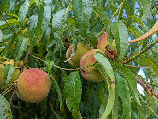 Farm «Alstede Farms», reviews and photos, 1 Alstede Farms Ln, Chester, NJ 07930, USA