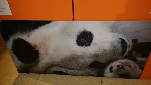 Museum «National Geographic Museum», reviews and photos, 1145 17th Street NW, Washington, DC 20036, USA