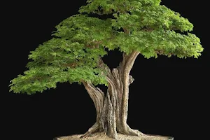 Delhi Bonsai, Store For Authentic Indian Bonsais, Buy Bonsai India Online. Maintenance and Care Givers, WYSIWYG. image