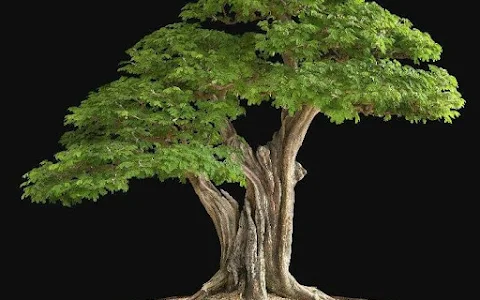 Delhi Bonsai, Store For Authentic Indian Bonsais, Buy Bonsai India Online. Maintenance and Care Givers, WYSIWYG. image