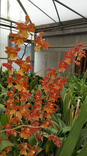 Florist «Dr Delphinium Flower & Orchid House», reviews and photos, 513 W Campbell Rd, Richardson, TX 75080, USA