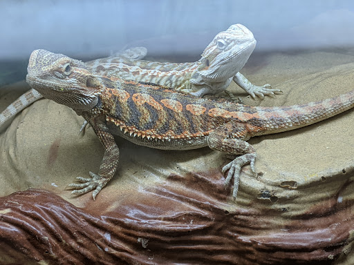 PetSmart image