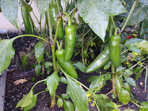 Home Improvement Store «The Home Depot», reviews and photos, 4447 US-14, Crystal Lake, IL 60014, USA