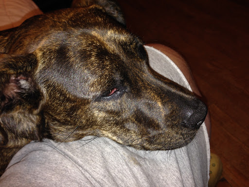 Pet Supply Store «Pet Supplies Plus», reviews and photos, 18610 W Bluemound Rd, Brookfield, WI 53045, USA